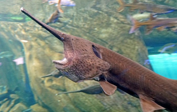 paddlefish