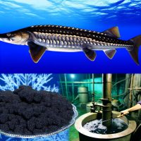 The Role of Sturgeon in Caviar Production